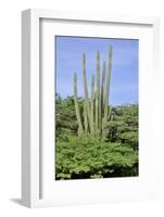 Cacti Landscape View in Aruba Island-meunierd-Framed Photographic Print