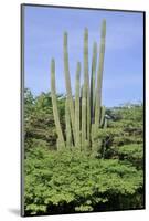 Cacti Landscape View in Aruba Island-meunierd-Mounted Photographic Print
