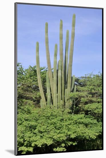 Cacti Landscape View in Aruba Island-meunierd-Mounted Photographic Print