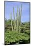 Cacti Landscape View in Aruba Island-meunierd-Mounted Photographic Print