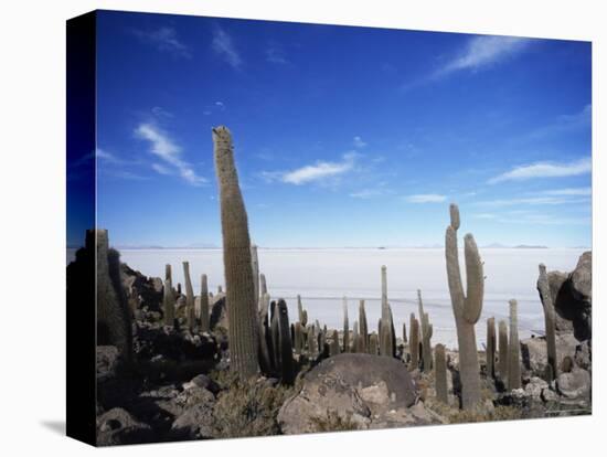 Cacti on Inkawasi Island, Salar De Uyuni, Uyuni Salt Flats, Bolivia, South America-Rhonda Klevansky-Stretched Canvas