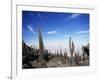 Cacti on Inkawasi Island, Salar De Uyuni, Uyuni Salt Flats, Bolivia, South America-Rhonda Klevansky-Framed Photographic Print