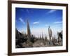 Cacti on Inkawasi Island, Salar De Uyuni, Uyuni Salt Flats, Bolivia, South America-Rhonda Klevansky-Framed Photographic Print