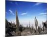 Cacti on Inkawasi Island, Salar De Uyuni, Uyuni Salt Flats, Bolivia, South America-Rhonda Klevansky-Mounted Photographic Print