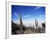 Cacti on Inkawasi Island, Salar De Uyuni, Uyuni Salt Flats, Bolivia, South America-Rhonda Klevansky-Framed Photographic Print