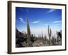 Cacti on Inkawasi Island, Salar De Uyuni, Uyuni Salt Flats, Bolivia, South America-Rhonda Klevansky-Framed Photographic Print