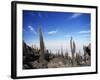 Cacti on Inkawasi Island, Salar De Uyuni, Uyuni Salt Flats, Bolivia, South America-Rhonda Klevansky-Framed Photographic Print