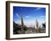 Cacti on Inkawasi Island, Salar De Uyuni, Uyuni Salt Flats, Bolivia, South America-Rhonda Klevansky-Framed Photographic Print