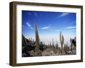 Cacti on Inkawasi Island, Salar De Uyuni, Uyuni Salt Flats, Bolivia, South America-Rhonda Klevansky-Framed Photographic Print