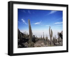 Cacti on Inkawasi Island, Salar De Uyuni, Uyuni Salt Flats, Bolivia, South America-Rhonda Klevansky-Framed Photographic Print