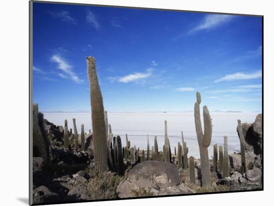 Cacti on Inkawasi Island, Salar De Uyuni, Uyuni Salt Flats, Bolivia, South America-Rhonda Klevansky-Mounted Photographic Print