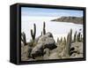 Cacti on Isla De Los Pescadores, and Salt Flats, Salar De Uyuni, Southwest Highlands, Bolivia-Tony Waltham-Framed Stretched Canvas