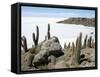 Cacti on Isla De Los Pescadores, and Salt Flats, Salar De Uyuni, Southwest Highlands, Bolivia-Tony Waltham-Framed Stretched Canvas