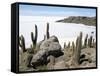 Cacti on Isla De Los Pescadores, and Salt Flats, Salar De Uyuni, Southwest Highlands, Bolivia-Tony Waltham-Framed Stretched Canvas