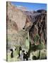 Cacti on the Bright Angel Canyon Hiking Trail, Grand Canyon National Park, Arizona, USA-Kober Christian-Stretched Canvas