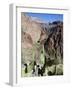 Cacti on the Bright Angel Canyon Hiking Trail, Grand Canyon National Park, Arizona, USA-Kober Christian-Framed Photographic Print