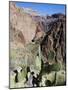 Cacti on the Bright Angel Canyon Hiking Trail, Grand Canyon National Park, Arizona, USA-Kober Christian-Mounted Photographic Print