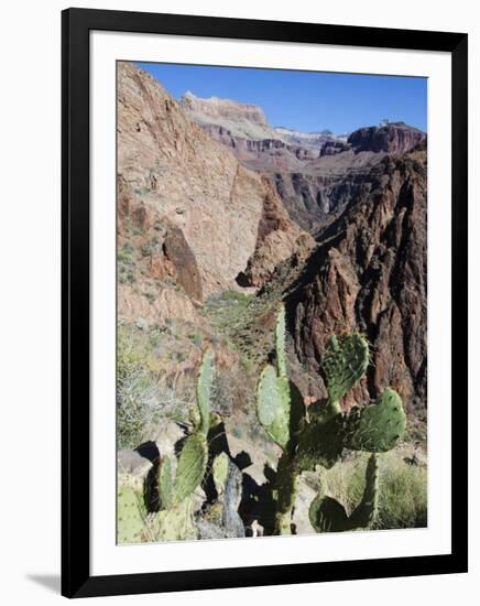 Cacti on the Bright Angel Canyon Hiking Trail, Grand Canyon National Park, Arizona, USA-Kober Christian-Framed Photographic Print