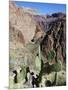 Cacti on the Bright Angel Canyon Hiking Trail, Grand Canyon National Park, Arizona, USA-Kober Christian-Mounted Photographic Print