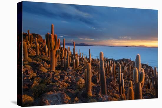 Cacti on the Isla Del Pescado Above the Salar De Uyuni at Sunset-Alex Saberi-Stretched Canvas