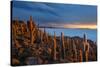 Cacti on the Isla Del Pescado Above the Salar De Uyuni at Sunset-Alex Saberi-Stretched Canvas