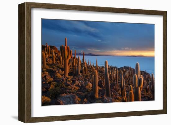 Cacti on the Isla Del Pescado Above the Salar De Uyuni at Sunset-Alex Saberi-Framed Photographic Print