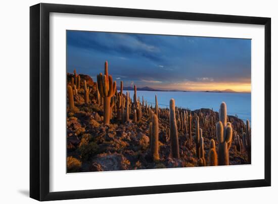 Cacti on the Isla Del Pescado Above the Salar De Uyuni at Sunset-Alex Saberi-Framed Photographic Print