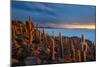 Cacti on the Isla Del Pescado Above the Salar De Uyuni at Sunset-Alex Saberi-Mounted Photographic Print