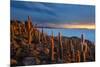 Cacti on the Isla Del Pescado Above the Salar De Uyuni at Sunset-Alex Saberi-Mounted Photographic Print