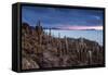 Cacti on the Isla Del Pescado Above the Salar De Uyuni at Sunset-Alex Saberi-Framed Stretched Canvas