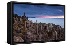 Cacti on the Isla Del Pescado Above the Salar De Uyuni at Sunset-Alex Saberi-Framed Stretched Canvas