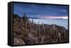 Cacti on the Isla Del Pescado Above the Salar De Uyuni at Sunset-Alex Saberi-Framed Stretched Canvas