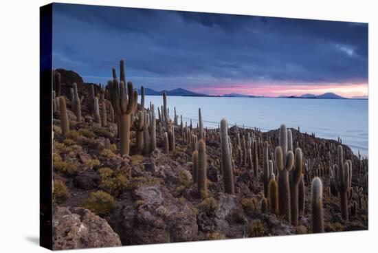 Cacti on the Isla Del Pescado Above the Salar De Uyuni at Sunset-Alex Saberi-Stretched Canvas