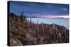 Cacti on the Isla Del Pescado Above the Salar De Uyuni at Sunset-Alex Saberi-Stretched Canvas