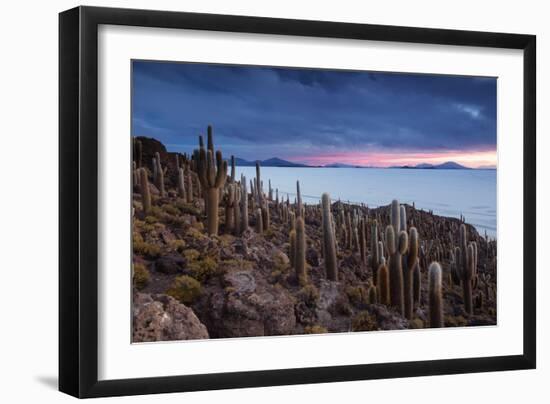 Cacti on the Isla Del Pescado Above the Salar De Uyuni at Sunset-Alex Saberi-Framed Premium Photographic Print