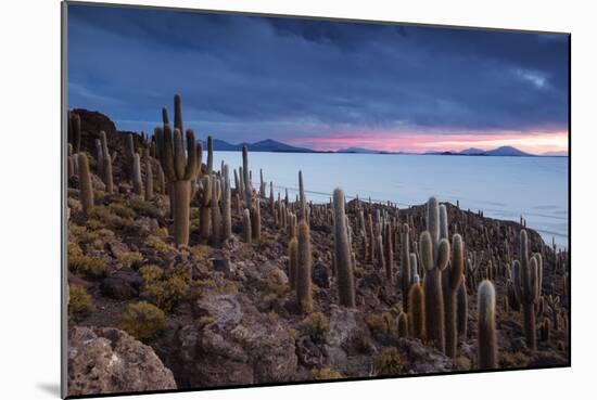 Cacti on the Isla Del Pescado Above the Salar De Uyuni at Sunset-Alex Saberi-Mounted Premium Photographic Print