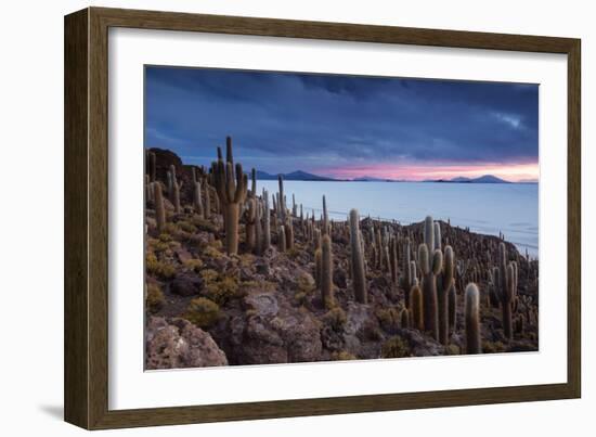 Cacti on the Isla Del Pescado Above the Salar De Uyuni at Sunset-Alex Saberi-Framed Photographic Print