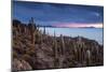 Cacti on the Isla Del Pescado Above the Salar De Uyuni at Sunset-Alex Saberi-Mounted Photographic Print