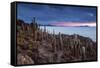 Cacti on the Isla Del Pescado Above the Salar De Uyuni at Sunset-Alex Saberi-Framed Stretched Canvas