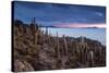Cacti on the Isla Del Pescado Above the Salar De Uyuni at Sunset-Alex Saberi-Stretched Canvas