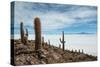 Cacti on the Isla Del Pescado Above the Salar De Uyuni-Alex Saberi-Stretched Canvas