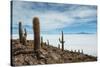 Cacti on the Isla Del Pescado Above the Salar De Uyuni-Alex Saberi-Stretched Canvas