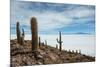 Cacti on the Isla Del Pescado Above the Salar De Uyuni-Alex Saberi-Mounted Photographic Print