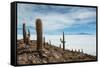 Cacti on the Isla Del Pescado Above the Salar De Uyuni-Alex Saberi-Framed Stretched Canvas