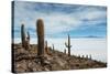 Cacti on the Isla Del Pescado Above the Salar De Uyuni-Alex Saberi-Stretched Canvas