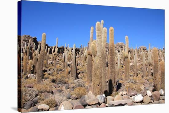 Cacti on the Isla Del Pescado-tkv-Stretched Canvas