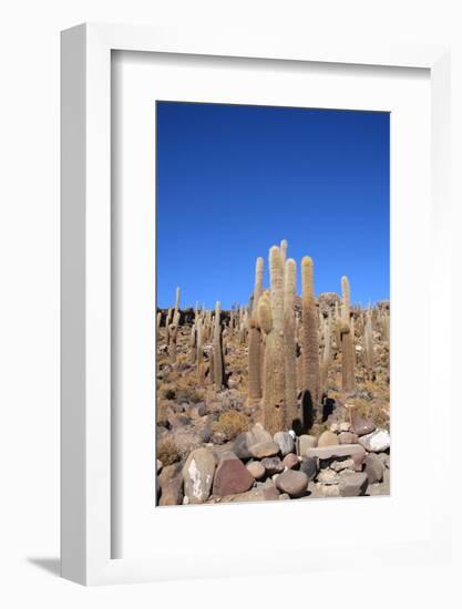 Cacti on the Isla Del Pescado-tkv-Framed Photographic Print
