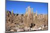 Cacti on the Isla Del Pescado-tkv-Mounted Photographic Print