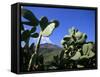 Cacti, Stromboli Island, Eolian Islands (Aeolian Islands), Unesco World Heritage Site, Italy-Oliviero Olivieri-Framed Stretched Canvas