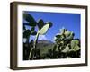 Cacti, Stromboli Island, Eolian Islands (Aeolian Islands), Unesco World Heritage Site, Italy-Oliviero Olivieri-Framed Photographic Print